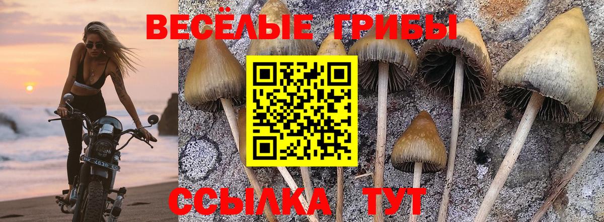 Псилоцибиновые грибы ЛСД  Галлюциногенные грибы прущие грибы  Луга  Вход с VPN 
